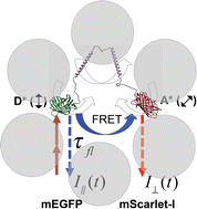 Graphical abstract: Two-photon excited-state dynamics of mEGFP-linker-mScarlet-I crowding biosensor in controlled environments