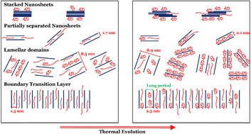 Graphical abstract: Thermal evolution of a polymer–nanoparticle binary mixture