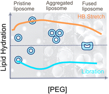 Graphical abstract: The explicit role of interfacial hydration during polyethylene glycol induced lipid fusion: a THz spectroscopic investigation