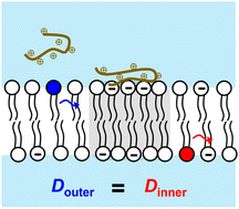 Graphical abstract: Peripheral adsorption of polylysine on one leaflet of a lipid bilayer reduces the lipid diffusion of both leaflets