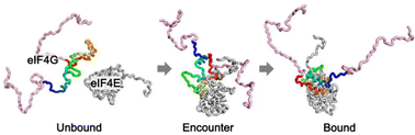 Graphical abstract: Molecular dynamics simulations revealed topological frustration in the binding-wrapping process of eIF4G with eIF4E