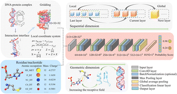 Graphical abstract: Evaluation of DNA–protein complex structures using the deep learning method