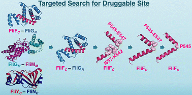 Graphical abstract: Flagellar motor protein-targeted search for the druggable site of Helicobacter pylori