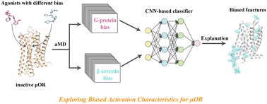 Graphical abstract: Exploring biased activation characteristics by molecular dynamics simulation and machine learning for the μ-opioid receptor