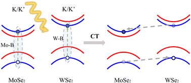 Graphical abstract: A new charge transfer pathway in the MoSe2–WSe2 heterostructure under the conditions of B-excitons being resonantly pumped