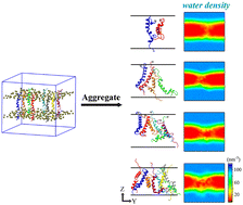 Graphical abstract: Aggregation, structure and water permeability of membrane-embedded helical Aβ oligomers