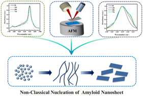 Graphical abstract: Unravelling the non-classical nucleation mechanism of an amyloid nanosheet through atomic force microscopy and an infrared probe technique