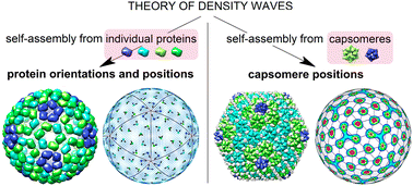 Graphical abstract: Theory of density waves and organization of proteins in icosahedral virus capsids