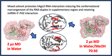 Graphical abstract: Probing the conformational dynamics of an Ago–RNA complex in water/methanol solution