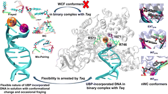 Graphical abstract: Investigation of the stability of D5SIC-DNAM-incorporated DNA duplex in Taq polymerase binary system: a systematic classical MD approach