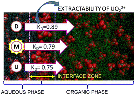 Graphical abstract: Structure and dynamics of dissociated and undissociated forms of nitric acid and their implications in interfacial mass transfer: insights from molecular dynamics simulations