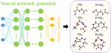 Graphical abstract: Searching low-energy conformers of neutral and protonated di-, tri-, and tetra-glycine using first-principles accuracy assisted by the use of neural network potentials