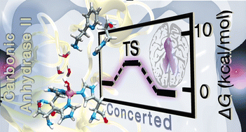 Graphical abstract: Insight into the activation mechanism of carbonic anhydrase(ii) through 2-(2-aminoethyl)-pyridine: a promising pathway for enhanced enzymatic activity