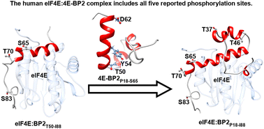 Graphical abstract: The human eIF4E:4E-BP2 complex structure for studying hyperphosphorylation