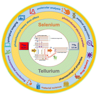 Graphical abstract: Exploring the fluorescence properties of tellurium-containing molecules and their advanced applications