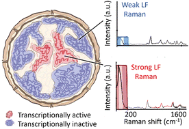 Graphical abstract: Probing of nucleic acid compaction using low-frequency Raman spectroscopy