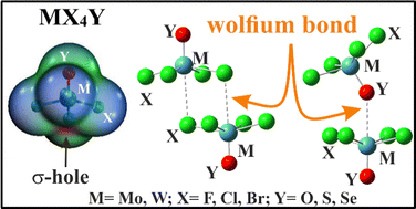Graphical abstract: Wolfium bonds in homodimers of MX4Y (M = Mo, W; X = F, Cl, Br; Y = O, S, Se)
