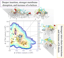 Graphical abstract: Structural diversity in the membrane-bound hIAPP dimer correlated with distinct membrane disruption mechanisms