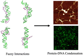 Graphical abstract: Probing the hierarchical dynamics of DNA-sperm nuclear transition protein complexes through fuzzy interaction and mesoscale condensation