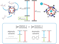 Graphical abstract: Molecular-scale understanding of diluent effects on ligand assembly for metal ion separations