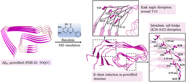 Graphical abstract: Insights into the baicalein-induced destabilization of LS-shaped Aβ42 protofibrils using computer simulations