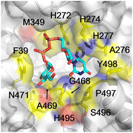 Graphical abstract: A kinetic model reveals the critical gating motifs for donor-substrate loading into Actinobacillus pleuropneumoniae N-glycosyltransferase