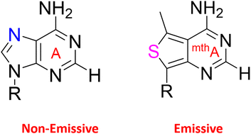 Graphical abstract: Unveiling structural and energetic characterization of the emissive RNA alphabet anchored in the methylthieno[3,4-d]pyrimidine heterocycle core