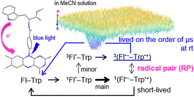 Graphical abstract: Time-resolved EPR observation of blue-light-induced radical ion pairs in a flavin–Trp dyad