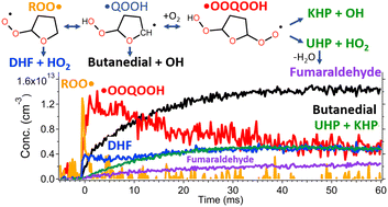 Graphical abstract: Time-resolved quantification of key species and mechanistic insights in low-temperature tetrahydrofuran oxidation