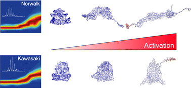 Graphical abstract: Collision induced unfolding and molecular dynamics simulations of norovirus capsid dimers reveal strain-specific stability profiles