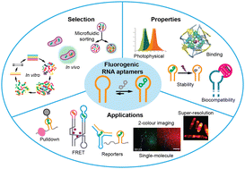 Graphical abstract: Harmonizing the growing fluorogenic RNA aptamer toolbox for RNA detection and imaging
