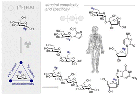 Graphical abstract: Fluorinated carbohydrates for 18F-positron emission tomography (PET)