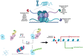 Graphical abstract: Chemically induced degradation of epigenetic targets
