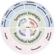 Graphical abstract: Harnessing abiotic organic chemistry in living systems for biomedical applications