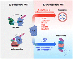 Graphical abstract: Targeted protein degradation directly engaging lysosomes or proteasomes