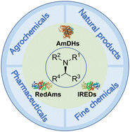 Graphical abstract: Biocatalytic reductive aminations with NAD(P)H-dependent enzymes: enzyme discovery, engineering and synthetic applications