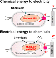 Graphical abstract: Engineering extracellular electron transfer pathways of electroactive microorganisms by synthetic biology for energy and chemicals production