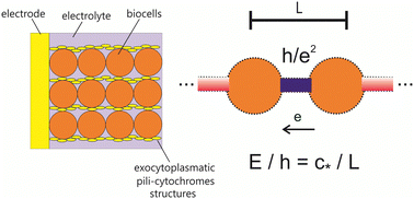 Graphical abstract: On the fundamentals of quantum rate theory and the long-range electron transport in respiratory chains