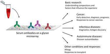 Graphical abstract: Serum antibody screening using glycan arrays
