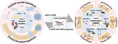 Graphical abstract: Exploring pathological link between antimicrobial and amyloid peptides