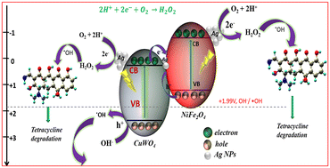 Graphical abstract: Fenton reaction by H2O2 produced on a magnetically recyclable Ag/CuWO4/NiFe2O4 photocatalyst