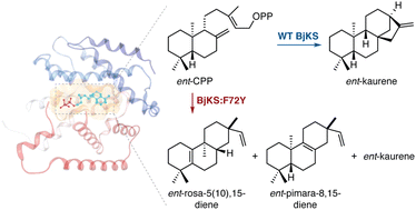 Graphical abstract: Harnessing the catalytic plasticity of the ent-kaurene synthase from Bradyrhizobium japonicum to produce the ent-rosane and ent-pimarane scaffolds