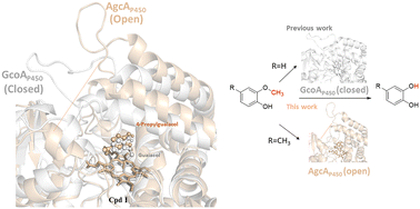 Graphical abstract: The substrate specificity in the O-demethylation of 4-alkylguaiacols by cytochrome P450 AgcAP450