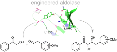 Graphical abstract: Engineered aldolases catalyzing stereoselective aldol reactions between aryl-substituted ketones and aldehydes