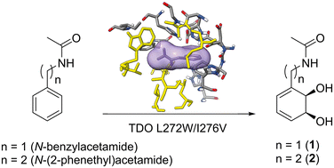 Graphical abstract: Production of novel Rieske dioxygenase metabolites enabled by enzyme engineering