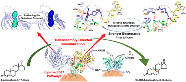 Graphical abstract: Directed self-assembly strategy of a DET complex based on the application of artificial electron channeling