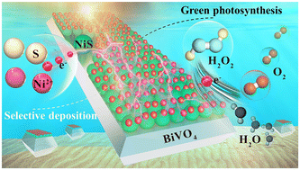 Graphical abstract: Accurate modulation of NiS cocatalysts on the photoelectron transfer sites of BiVO4 for photocatalytic H2O2 generation