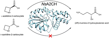 Graphical abstract: Enzymatic hydrolysis of l-azetidine-2-carboxylate ring opening