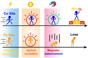 Graphical abstract: Magnetic field enhancement of the FeCoSe2 photoanode for the oxygen evolution reaction by adjusting the hole density to reduce competitive adsorption between Fe and Co in a photoelectrochemical water-splitting system