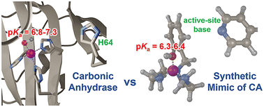 Graphical abstract: Carbonic anhydrase mimics with rationally designed active sites for fine-tuned catalytic activity and selectivity in ester hydrolysis